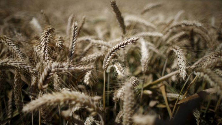 Sader prevé que la producción de trigo panificable aumente 15.6% con programa de garantía de AMLO