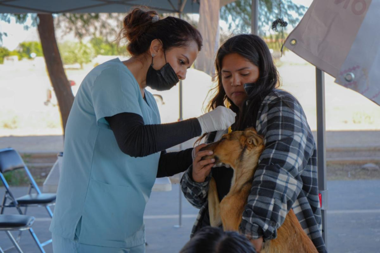 Atiende Salud Sonora a perros y gatos en la Jornada Integral de Salud y Bienestar Canina y Felina