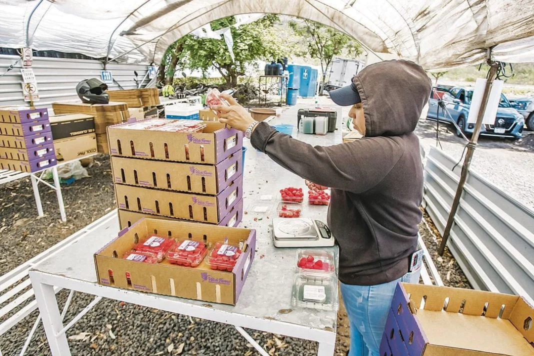 los-agroalimentos-desbancan-a-las-remesas-como-primer-generador-de-divisas-en-mexico_74ef87a5-9ed9-4399-8519-63aa3ef8f2ac_medialjnimgndimage=fullsize