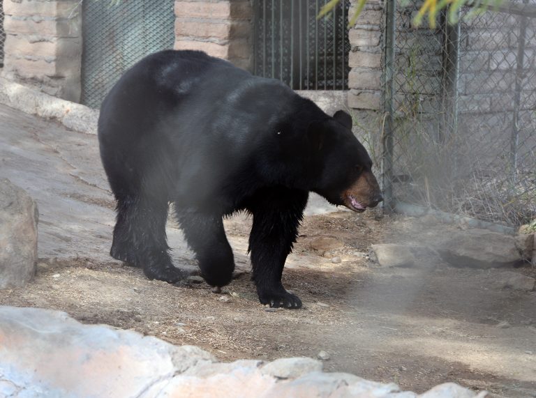 Presenta Centro Ecológico de Sonora a Chukul, un oso negro