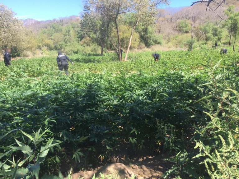 Policía Federal destruyó 84 toneladas de marihuana en Sonora