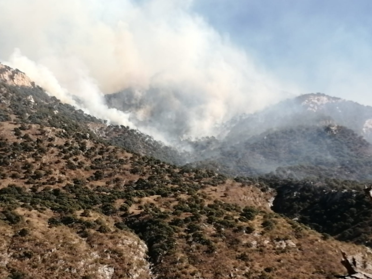 Trabajamos para contener el incendio forestal en la sierra alta: Alfonso Durazo